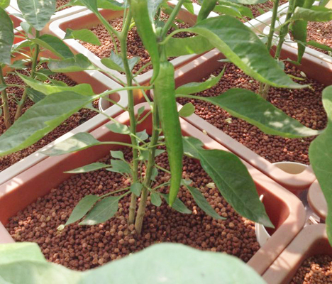 Planting Grow Media Ceramsite Light Garden Leca Clay Pebbles Hydroponic Growing